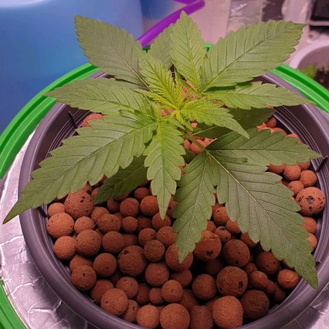 Blueberry OG growlog timeline photo
