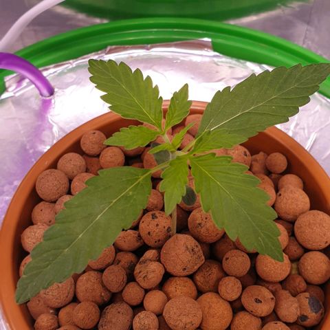 Northern lights growlog timeline photo