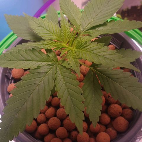 Blueberry OG growlog timeline photo