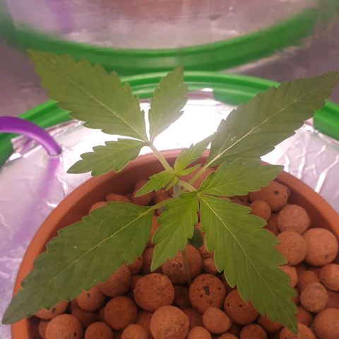 Northern lights growlog timeline photo