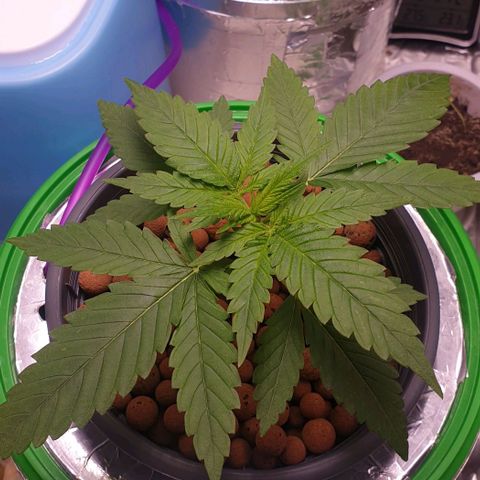 Blueberry OG growlog timeline photo