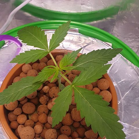 Northern lights growlog timeline photo