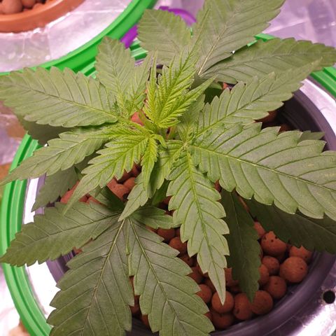 Blueberry OG growlog timeline photo