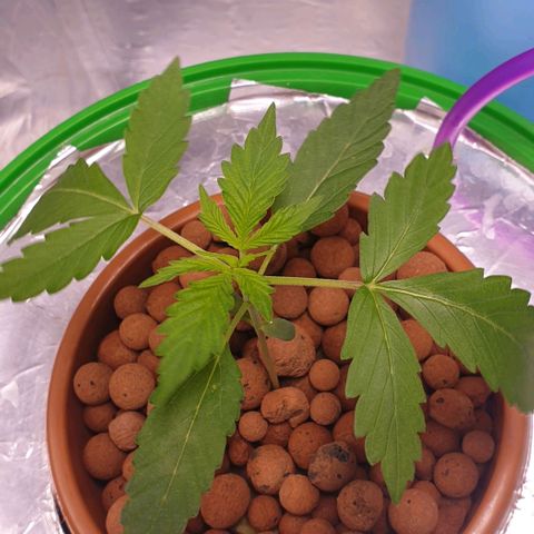 Northern lights growlog timeline photo