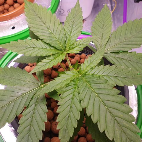 Blueberry OG growlog timeline photo