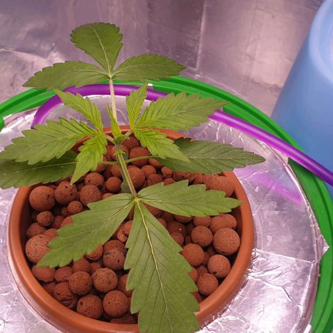 Northern lights growlog timeline photo