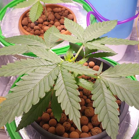 Blueberry OG growlog timeline photo