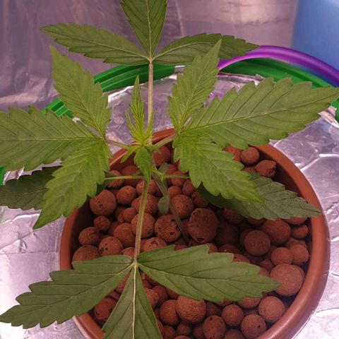 Northern lights growlog timeline photo