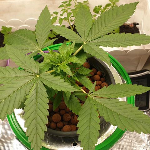 Blueberry OG growlog timeline photo