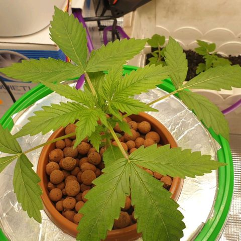 Northern lights growlog timeline photo