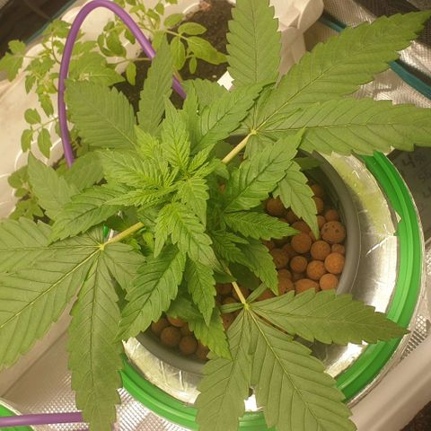 Blueberry OG growlog timeline photo