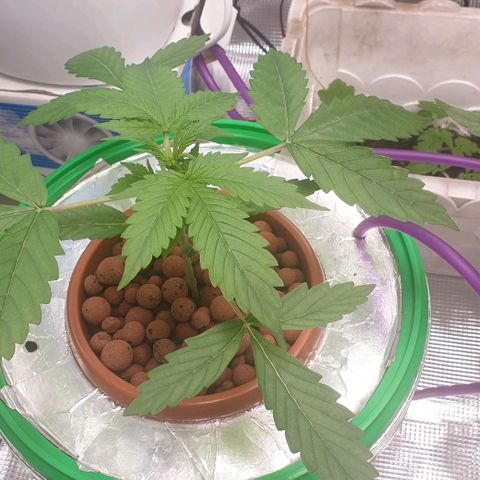 Northern lights growlog timeline photo