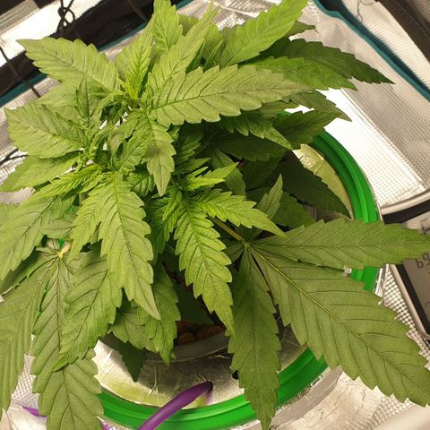 Blueberry OG growlog timeline photo