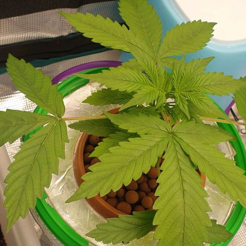 Northern lights growlog timeline photo