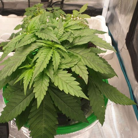 Blueberry OG growlog timeline photo