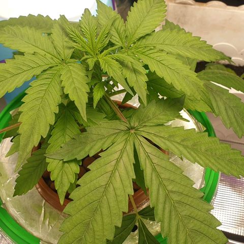 Northern lights growlog timeline photo