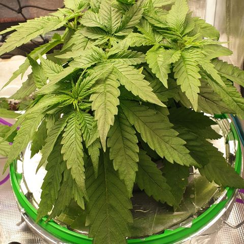 Blueberry OG growlog timeline photo