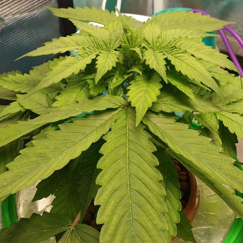 Northern lights growlog timeline photo