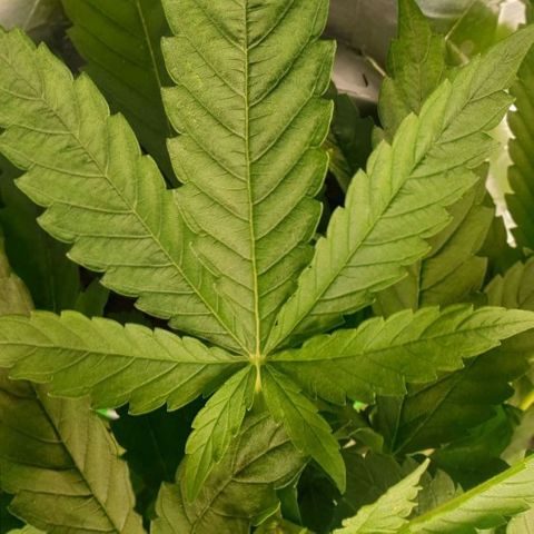 Blueberry OG growlog timeline photo