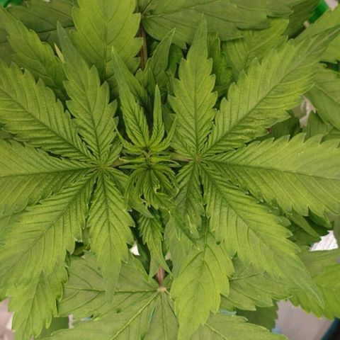 Northern lights growlog timeline photo
