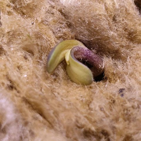 Caramelo growlog timeline photo