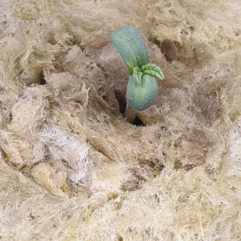 Caramelo growlog timeline photo