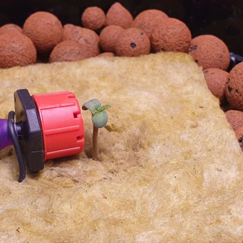 Caramelo growlog timeline photo
