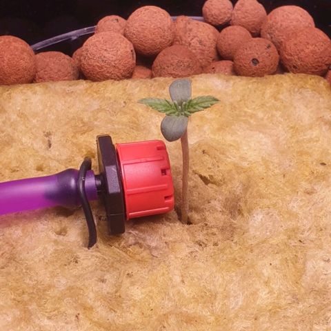 Caramelo growlog timeline photo