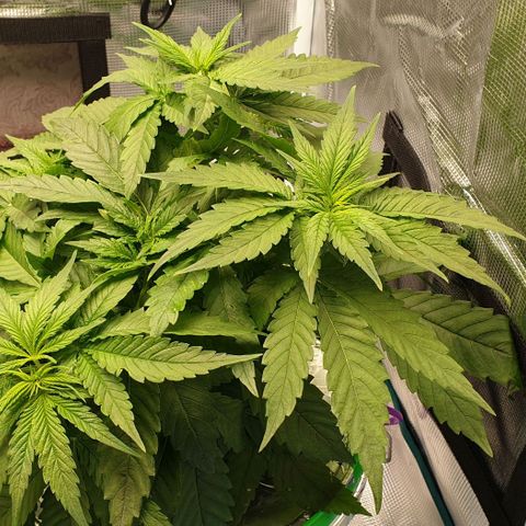Blueberry OG growlog timeline photo