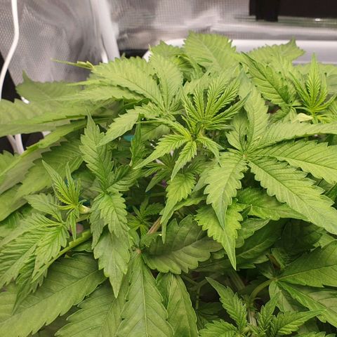 Northern lights growlog timeline photo