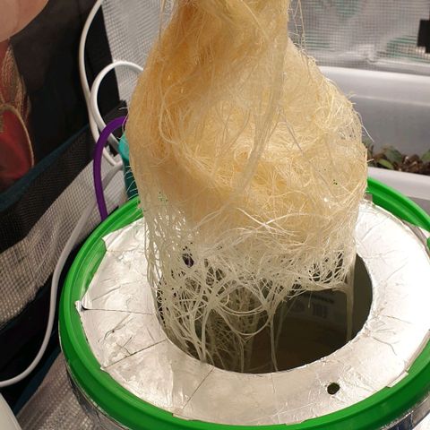 Northern lights growlog timeline photo