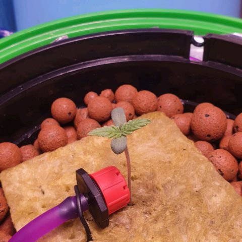 Caramelo growlog timeline photo