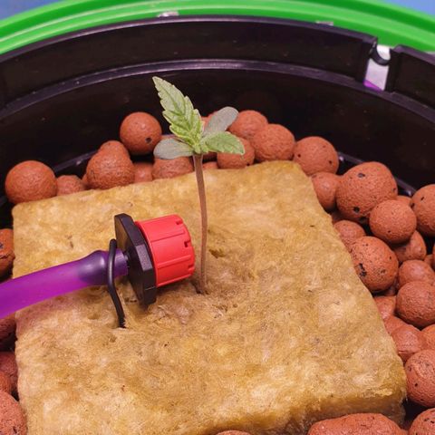 Caramelo growlog timeline photo