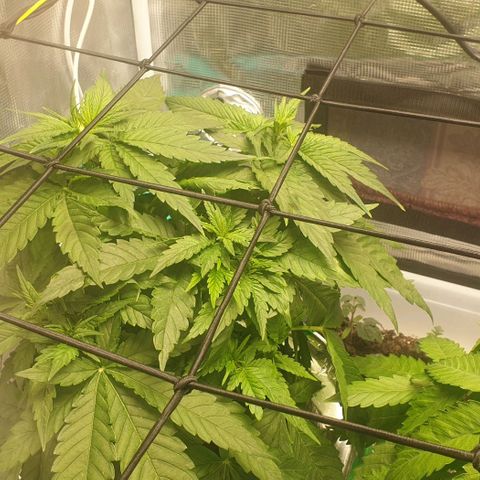 Blueberry OG growlog timeline photo