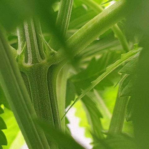 Northern lights growlog timeline photo