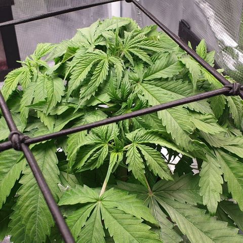 Northern lights growlog timeline photo