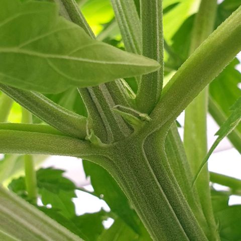 Northern lights growlog timeline photo