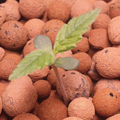 Caramelo growlog timeline photo