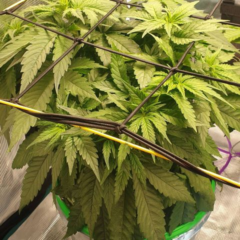 Blueberry OG growlog timeline photo