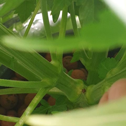 Blueberry OG growlog timeline photo