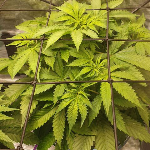 Northern lights growlog timeline photo