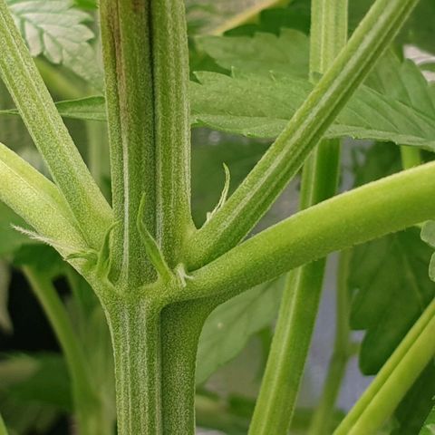 Northern lights growlog timeline photo