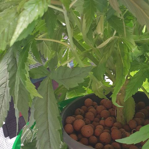 Blueberry OG growlog timeline photo