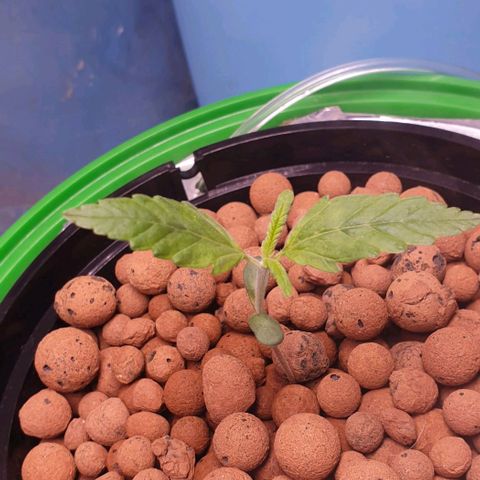 Caramelo growlog timeline photo