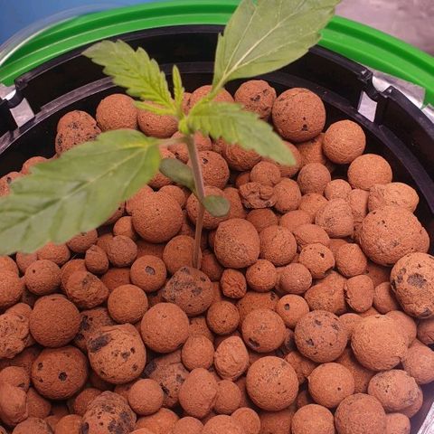 Caramelo growlog timeline photo