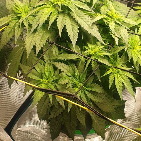 Blueberry OG growlog timeline photo