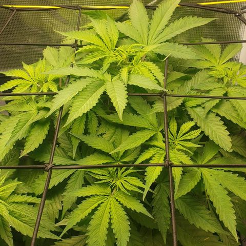 Northern lights growlog timeline photo