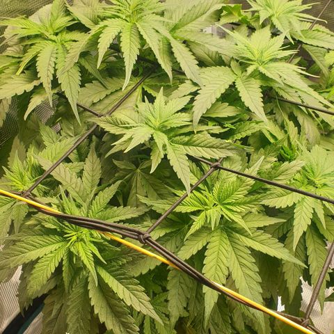 Blueberry OG growlog timeline photo
