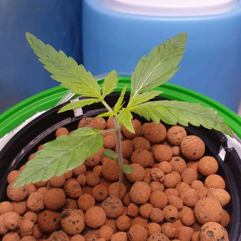 Caramelo growlog timeline photo