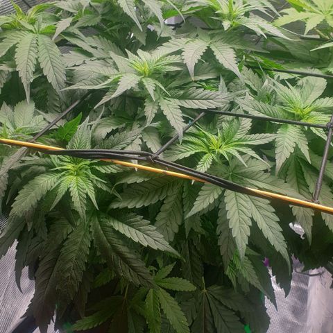 Blueberry OG growlog timeline photo